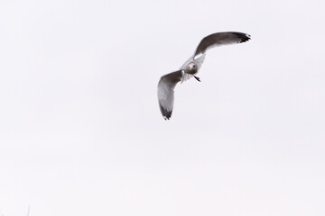 Angry Gull Flying In A Grey Sky