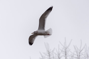 Angry Gull Flying In A Grey Sky