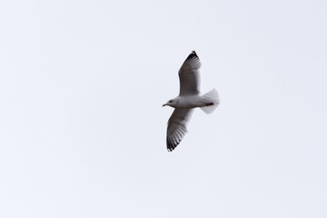Angry Gull Flying In A Grey Sky