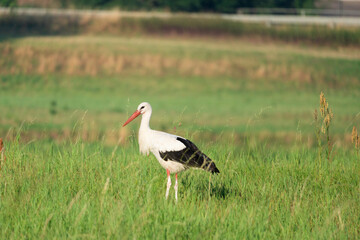 Obraz na płótnie Canvas white stork in the meadow (Ciconia ciconia)