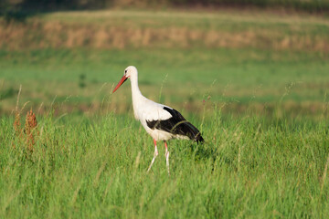 Obraz na płótnie Canvas white stork in the meadow (Ciconia ciconia)