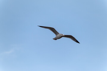 Fototapeta na wymiar Angry Gull Flying In A Grey Sky