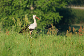 white stork in the meadow (Ciconia ciconia)