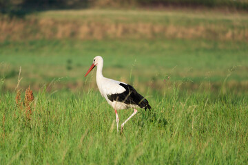 white stork in the meadow (Ciconia ciconia)