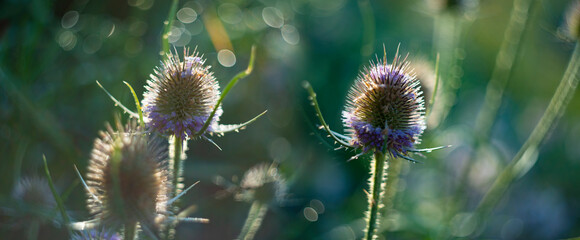 dewy plants with nice soft artistic bokeh