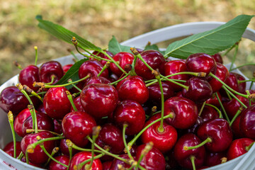 Cherry fruits in a orchard.
