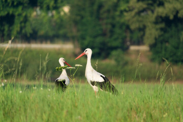 two storks in the meadow (Ciconia ciconia)