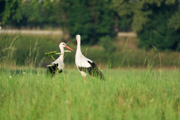 Obraz na płótnie Canvas two storks in the meadow (Ciconia ciconia)