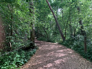 Obraz premium Hiking trail in a moor forest in Bad Buchau