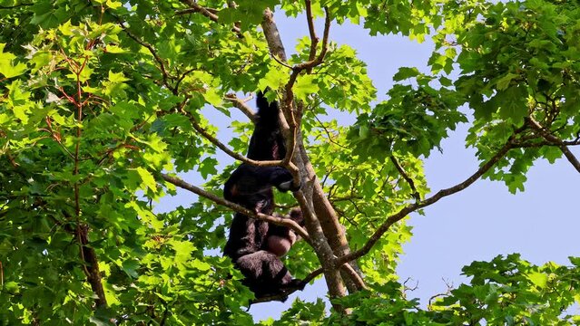 The black-headed spider monkey, Ateles fusciceps is a species of spider monkey, a type of New World monkey, from Central and South America.