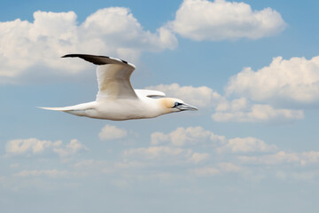 Northern gannet in flight against blue sky