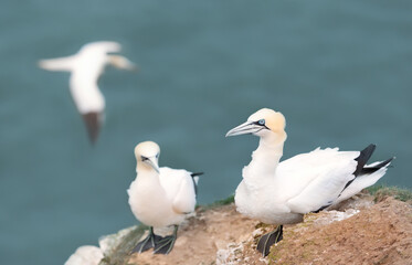 Northern gannets on a cliff by the North sea