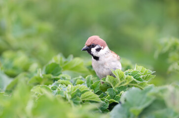Close up of Eurasian tree sparrow perched on green plants