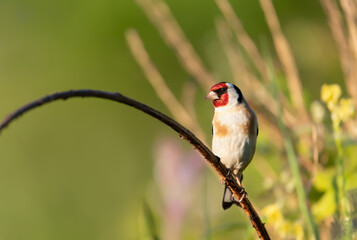 Close up of European goldfinch perching on a branch