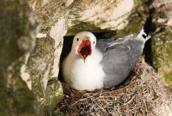 Close up of a Kittiwake nesting on a cliff edge