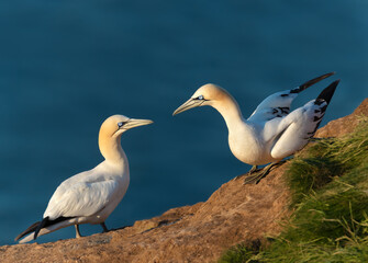 Fototapeta na wymiar Close up of bonding Northern gannets on a cliff by the North sea