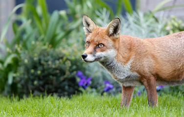 Close up of a Red fox (Vulpes vulpes) in a garden