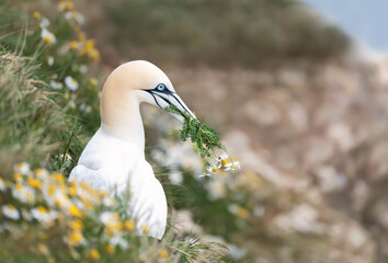 Northern gannet with daisies in the beak during breeding season