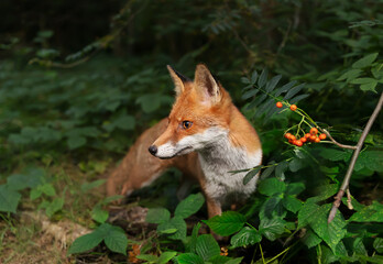 Close up of a Red fox (Vulpes vulpes) in forest