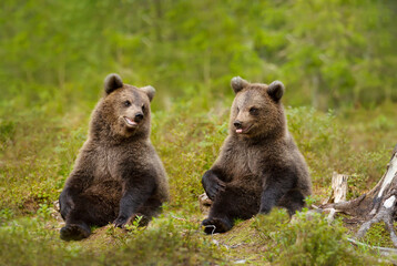 Close up of playful European brown bear cubs in the woods of Finland