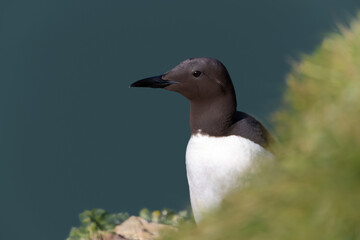 Portrait of a common Guillemot against blue background on a cliff edge