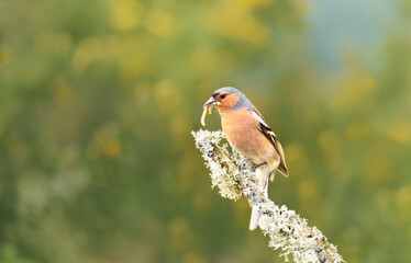 Close up of a common chaffinch with a worm in a beak