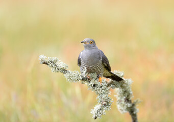 Common Cuckoo perched on a mossy tree branch