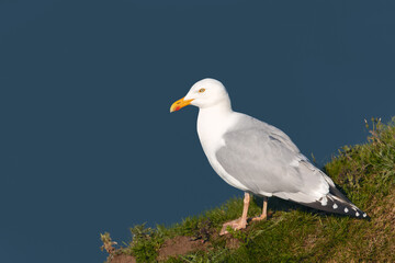Portrait of European herring gull against blue background on a cliff edge
