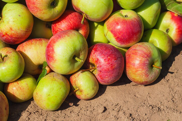 Apples on the ground illuminated by the sun.	