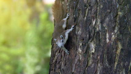 Squirrel climbing a tree. Variable squirrel on tree in public park.