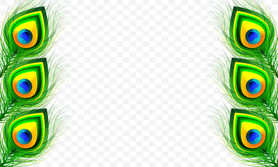 Beautiful background design on Png background. Vector illustration of peacock feather.