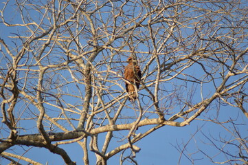 Hawk and Branches