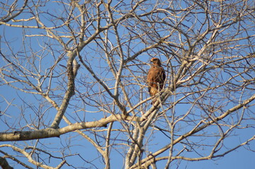 Hawk On The Branch