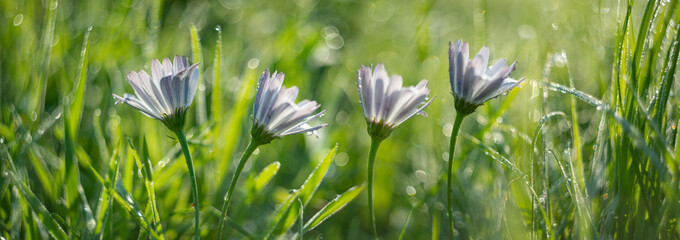 dewy flowers and grass with nice soft artistic bokeh