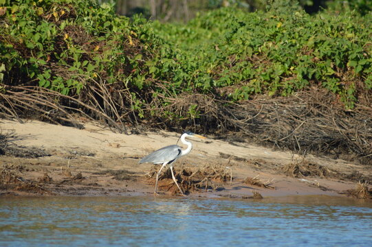 Cocoi Heron