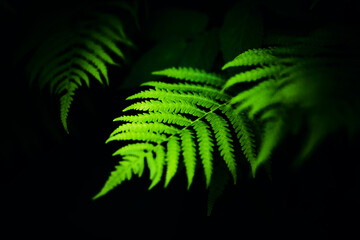Beautiful green fern leaves grow in the twilight in the summer. Leaves on a dark background. Vegetation and rainforest. Nature.