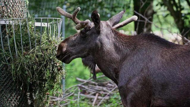 The moose or elk, Alces alces is the largest extant species in the deer family. Moose are distinguished by the broad, flat, or palmate antlers of the males.