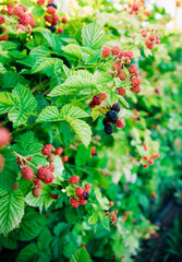 Fresh blackberries in the garden. A bunch of ripe blackberry fruits on a branch with green leaves.