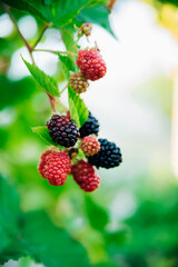 Fresh blackberries in the garden. A bunch of ripe blackberry fruits on a branch with green leaves.