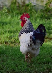rooster in the farm