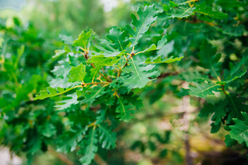 Oak leaves close-up. Tree branches with fresh green leaves. Spring background. Park or forest.