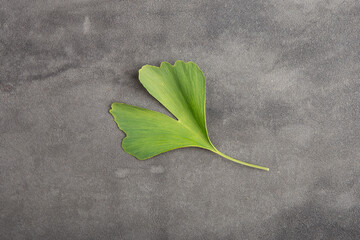 Fresh ginkgo biloba leaves on grey background. Traditional, herbal medicine and Homeopathy concept.