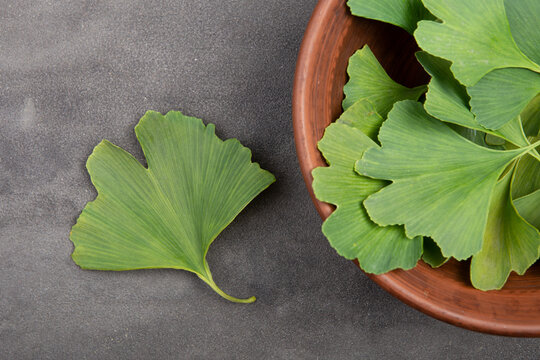 Fresh ginkgo biloba leaves on grey background. Traditional, herbal medicine and Homeopathy concept.
