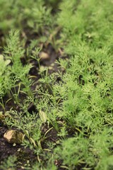 Green dill plants growing in the garden.