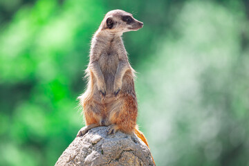 Meerkat standing on a rock . Cute suricate animal . Bright green background 