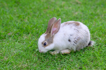 Cute fluffy rabbits are grazing on the lawn.