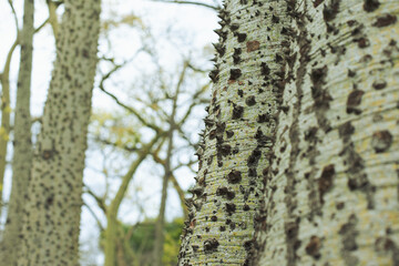 texture with thorns on bottle tree Ceiba Chorisia. exotic bottle tree closeup in the Rio de Turia...