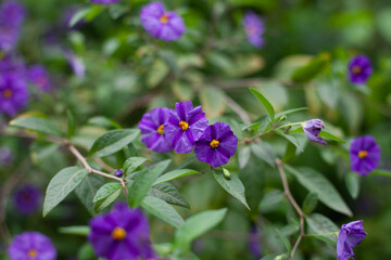 Fototapeta premium purple violet flowers Solanum laciniatum . Tasmanian Kangaroo Apple blooming flower at night. Mysterious floral background