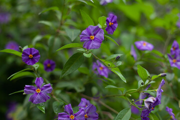 Fototapeta premium purple violet flowers Solanum laciniatum . Tasmanian Kangaroo Apple blooming flower at night. Mysterious floral background