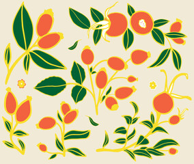 Vector illustration collection of wild rose. Sketch of berries and leaves, drawing on a white background.
